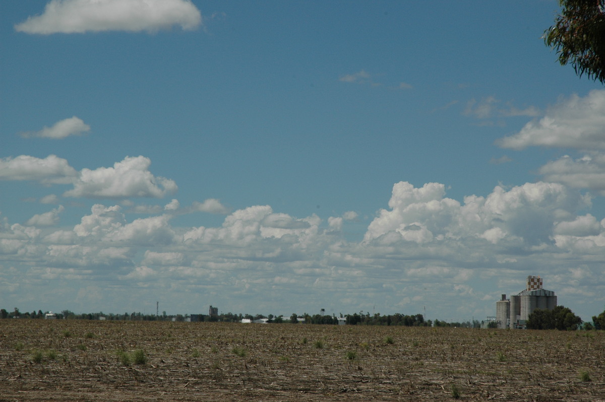 cumulus mediocris : Moree, NSW   26 December 2004