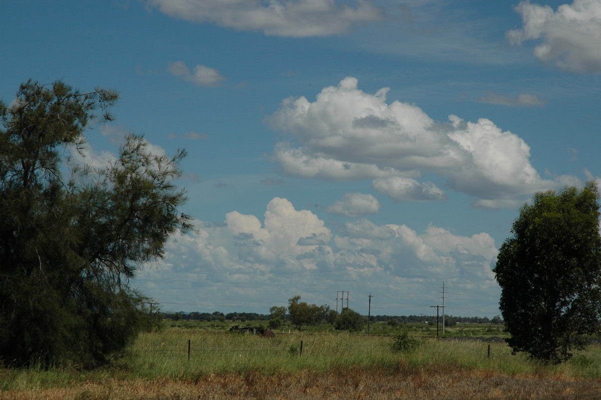 cumulus congestus : Moree, NSW   26 December 2004