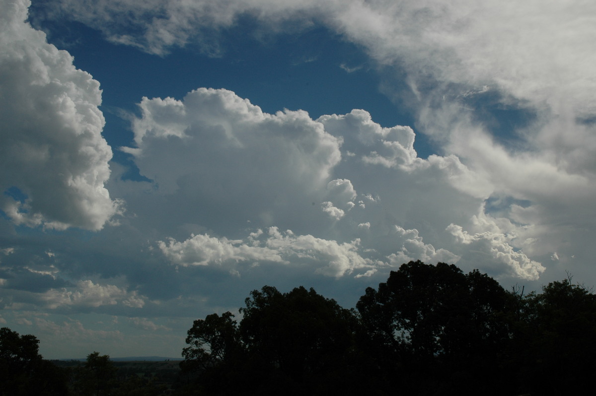 cumulus congestus : Tregeagle, NSW   21 January 2005