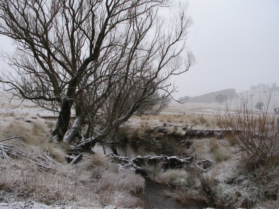 snow snow_pictures : near Oberon, NSW   23 June 2005