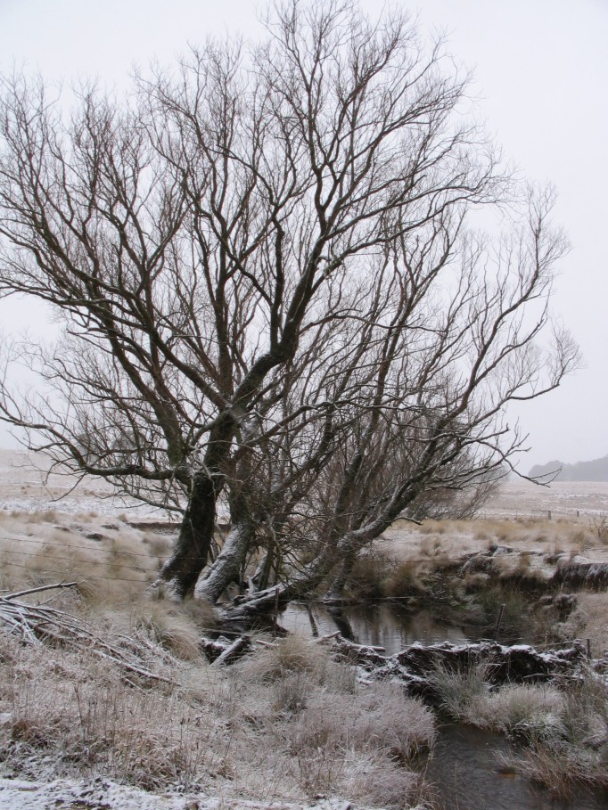 snow snow_pictures : near Oberon, NSW   23 June 2005