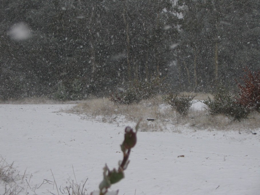 snow snow_pictures : near Oberon, NSW   23 June 2005