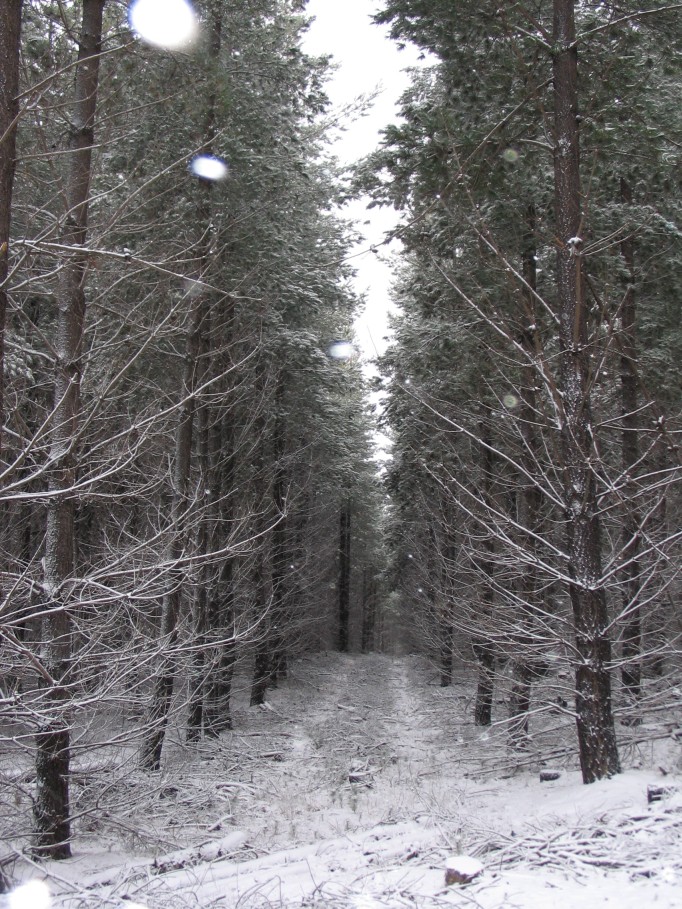 snow snow_pictures : near Oberon, NSW   23 June 2005