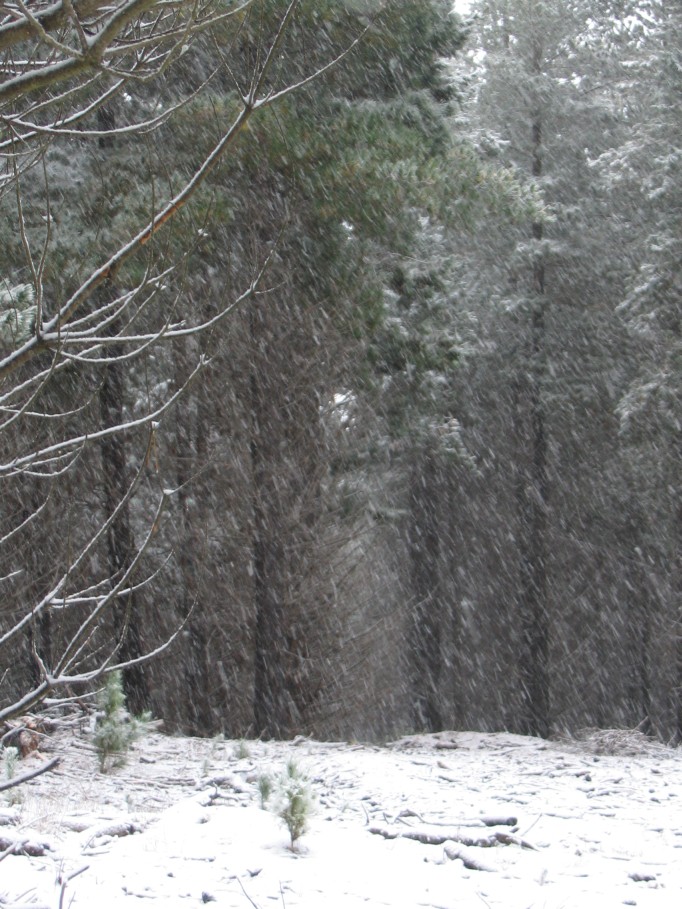 snow snow_pictures : near Oberon, NSW   23 June 2005