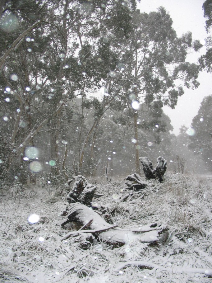 snow snow_pictures : near Oberon, NSW   23 June 2005