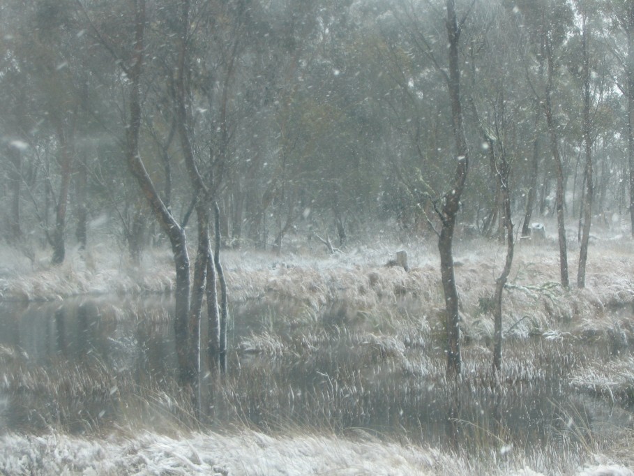 snow snow_pictures : near Oberon, NSW   23 June 2005