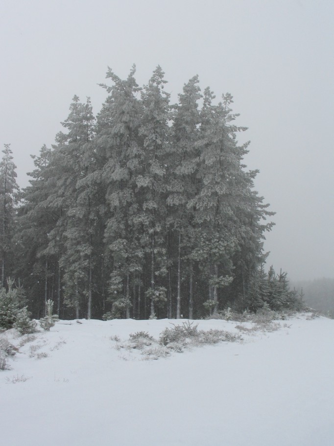 snow snow_pictures : near Oberon, NSW   23 June 2005