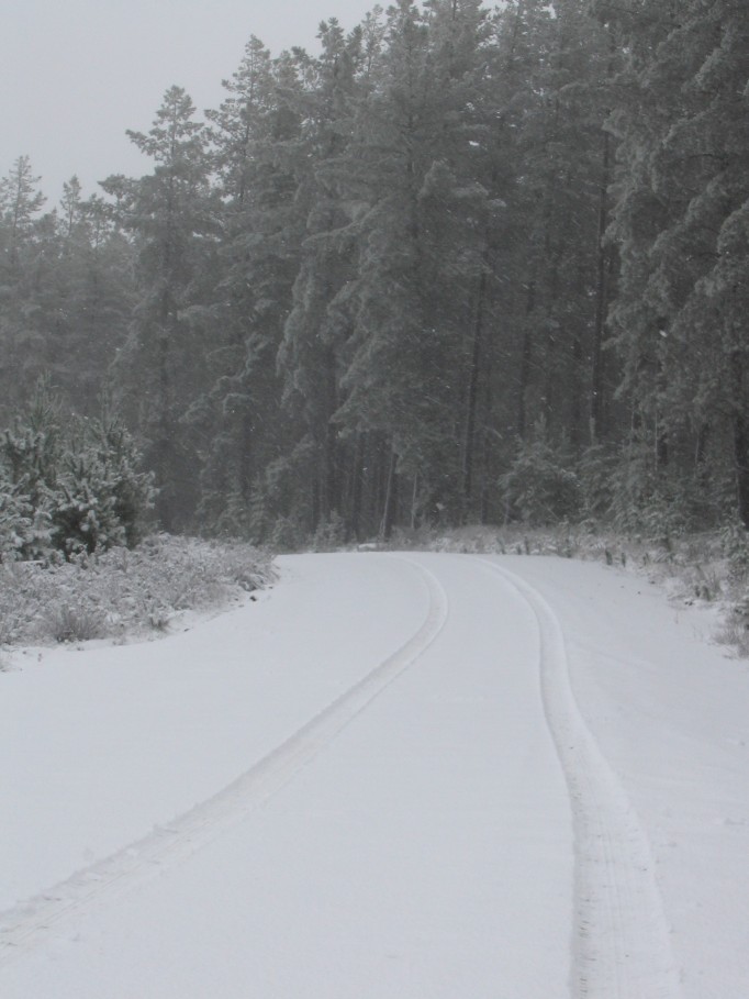 snow snow_pictures : near Oberon, NSW   23 June 2005