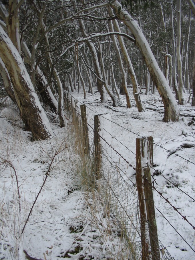 snow snow_pictures : near Oberon, NSW   23 June 2005