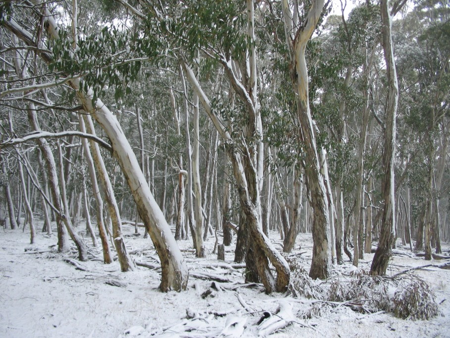 snow snow_pictures : near Oberon, NSW   23 June 2005