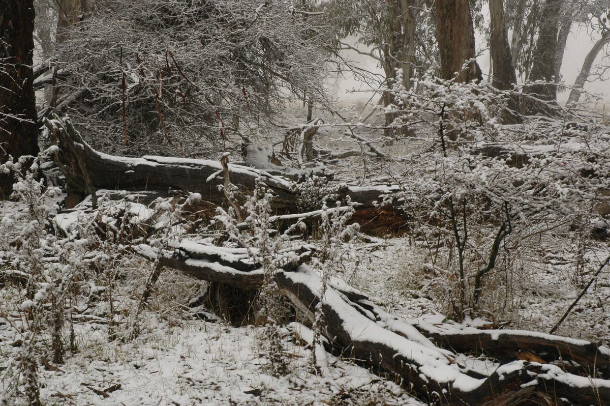 snow snow_pictures : Ben Lomond, NSW   23 June 2005