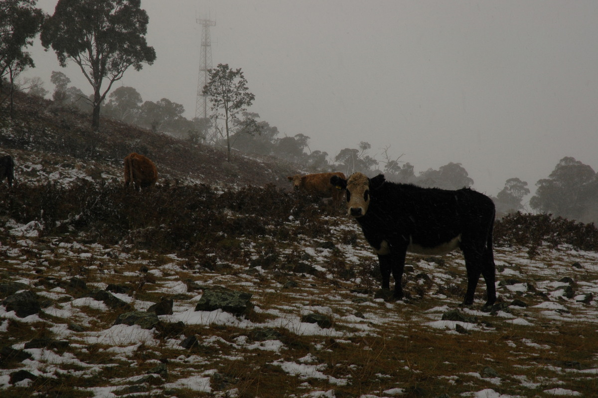 snow snow_pictures : Ben Lomond, NSW   23 June 2005