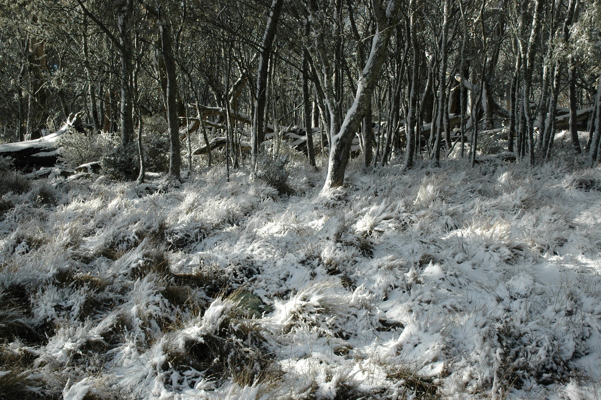 snow snow_pictures : Ben Lomond, NSW   23 June 2005