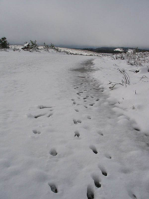 snow snow_pictures : near Oberon, NSW   10 July 2005