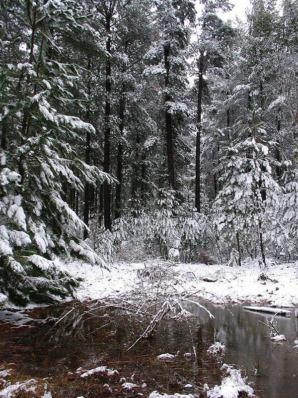 snow snow_pictures : near Oberon, NSW   10 July 2005