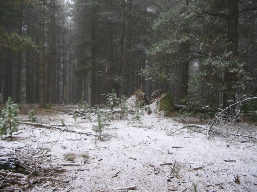 snow snow_pictures : near Shooters Hill, NSW   10 August 2005