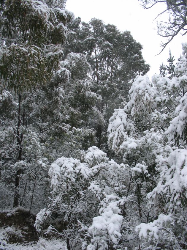 favourites jimmy_deguara : near Oberon, NSW   10 August 2005