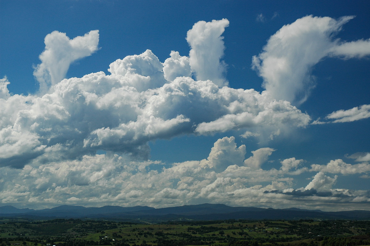 cumulus congestus : McLeans Ridges, NSW   23 October 2005