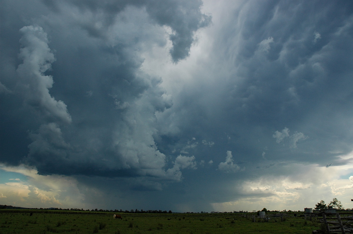 mammatus mammatus_cloud : near Coraki, NSW   27 October 2005