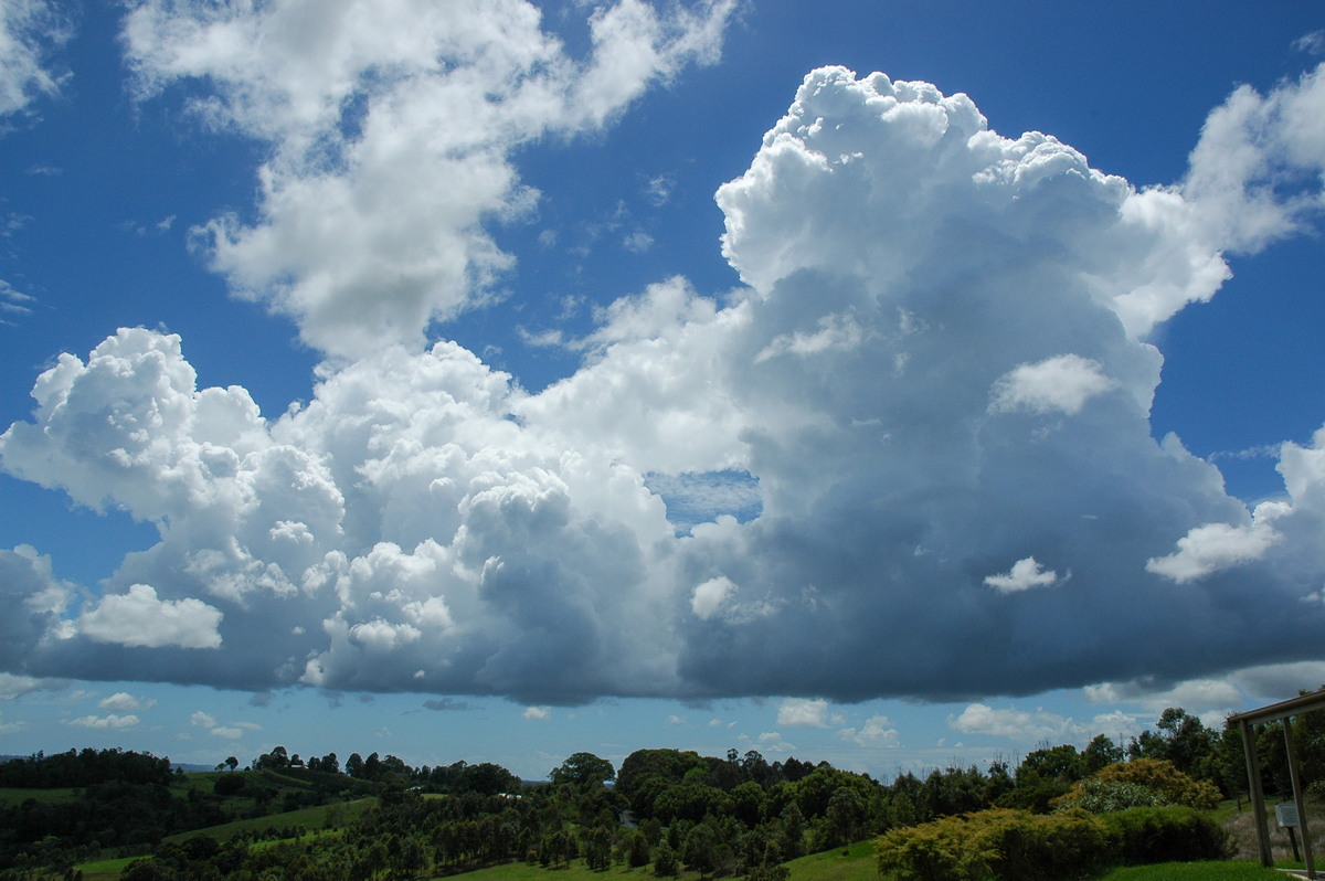 cumulus congestus : McLeans Ridges, NSW   5 November 2005