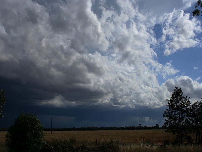 cumulonimbus thunderstorm_base : W of Barradine, NSW   25 November 2005