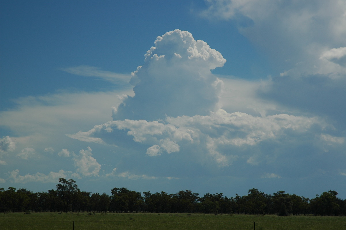 cumulus congestus : Collarenabri, NSW   26 November 2005