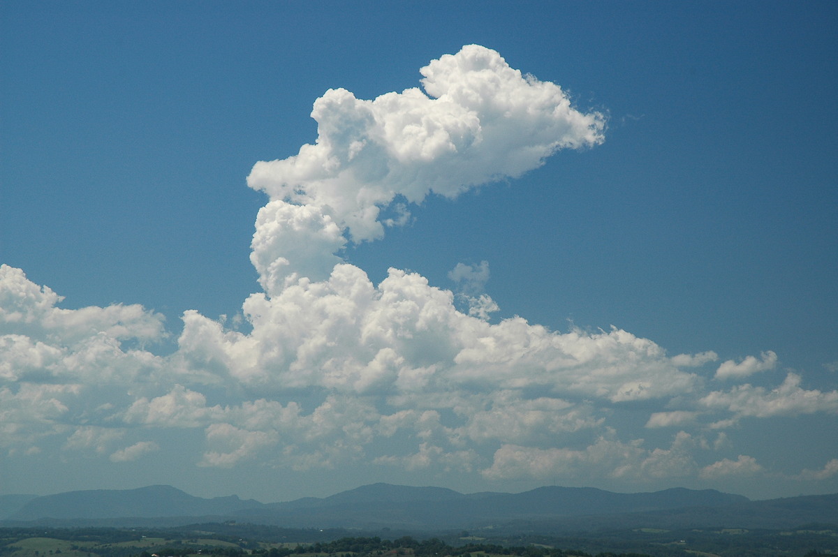 cumulus congestus : McLeans Ridges, NSW   23 December 2005