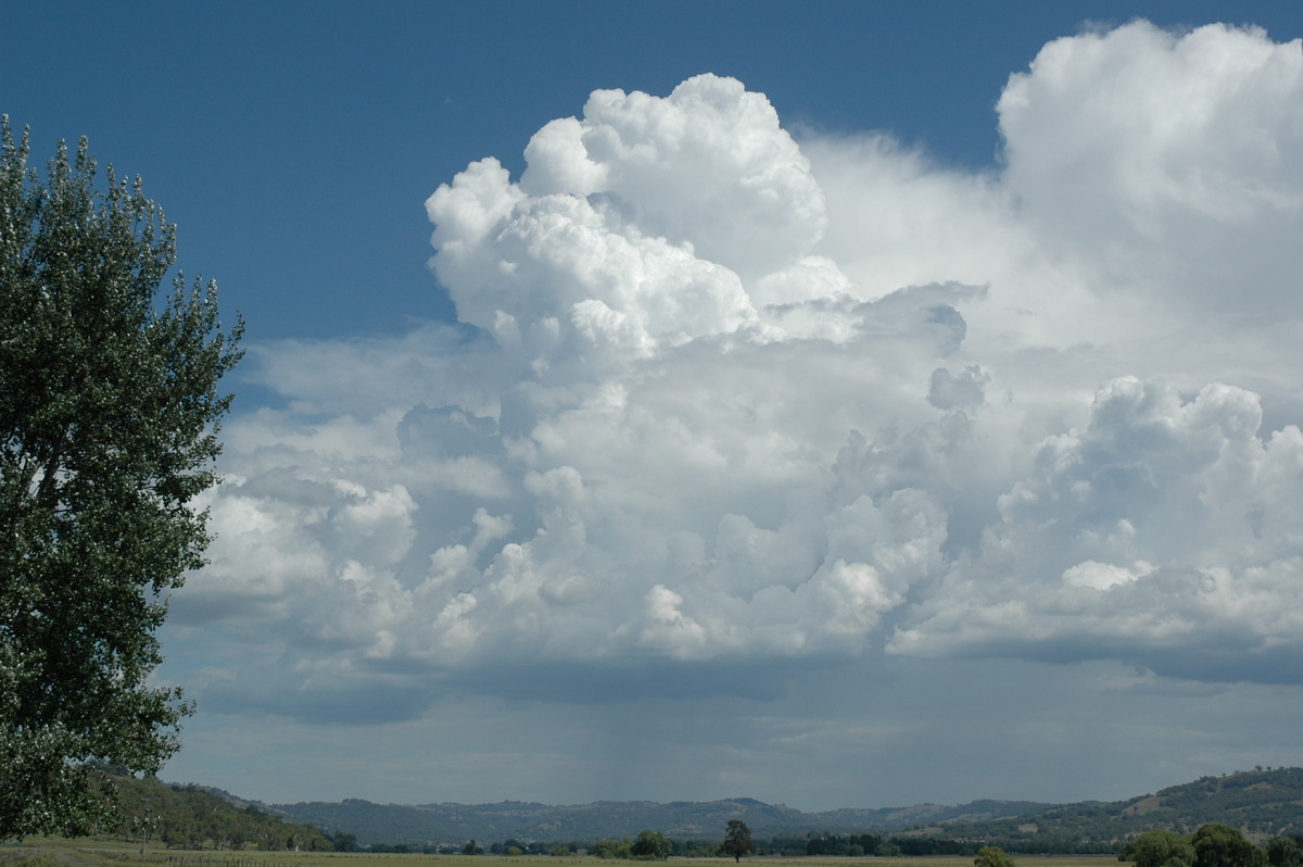 cumulus congestus : near Glen Innes, NSW   4 February 2006