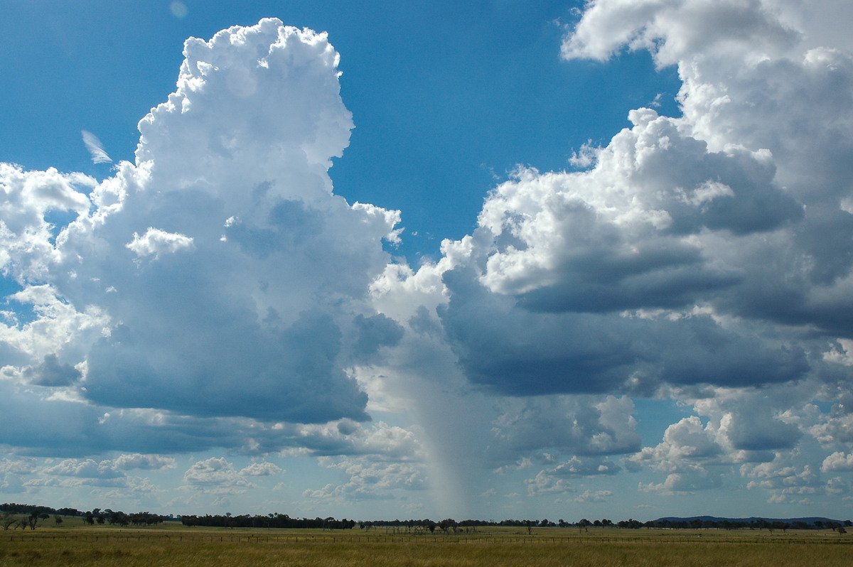 cumulus congestus : Deepwater, NSW   4 February 2006