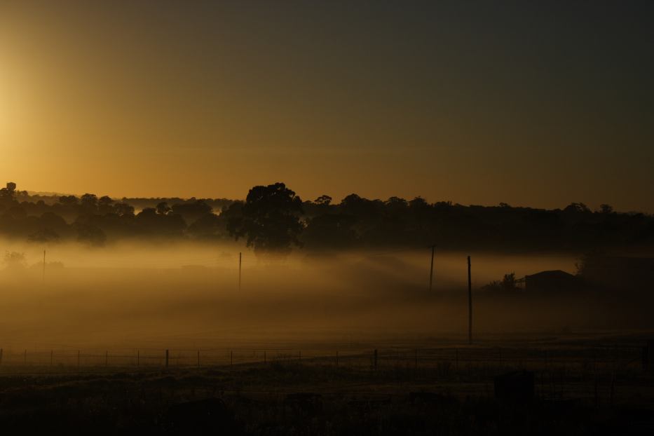 fogmist fog_mist_frost : Schofields, NSW   13 February 2006