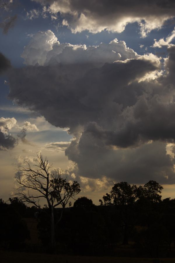 cumulus congestus : near Picton, NSW   31 October 2006