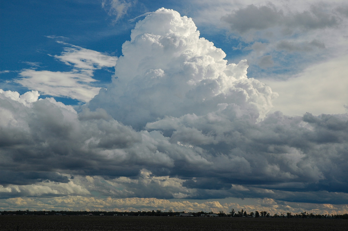 cumulus mediocris : Dalby, QLD   4 November 2006