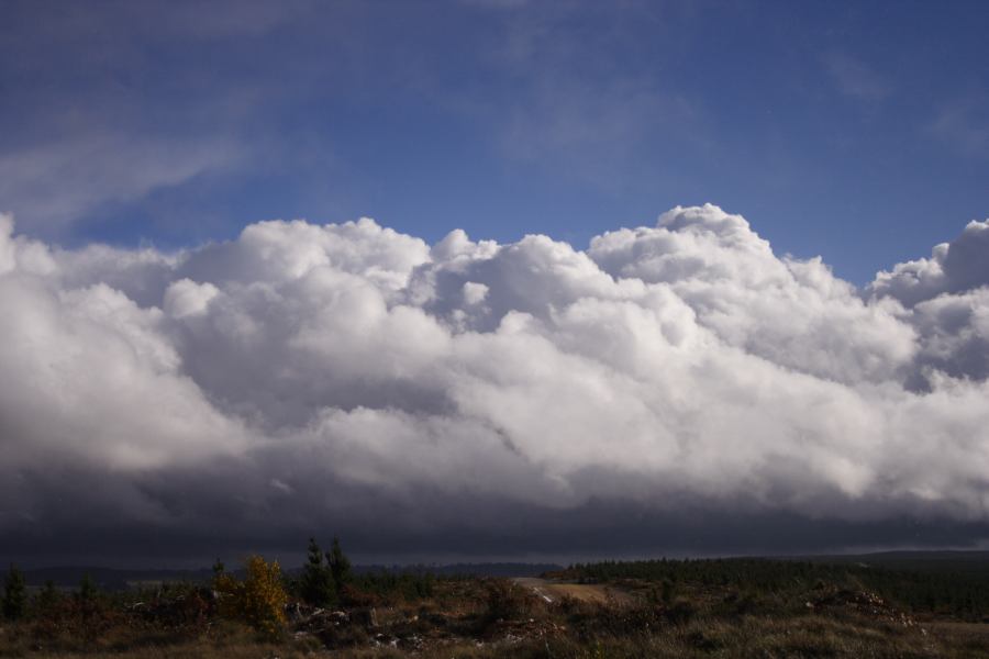 cumulus mediocris : Shooters Hill, NSW   15 November 2006