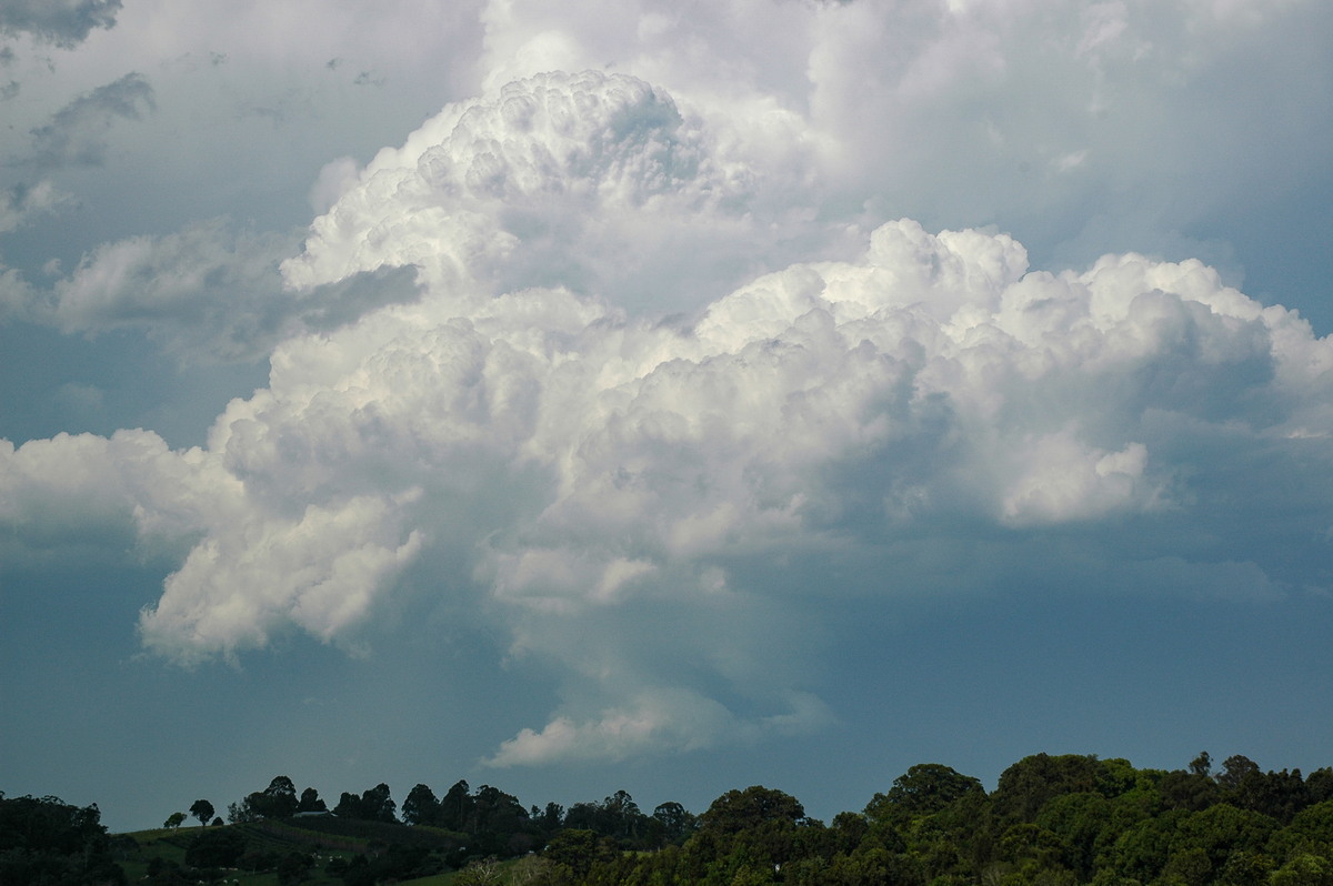 favourites michael_bath : McLeans Ridges, NSW   15 November 2006