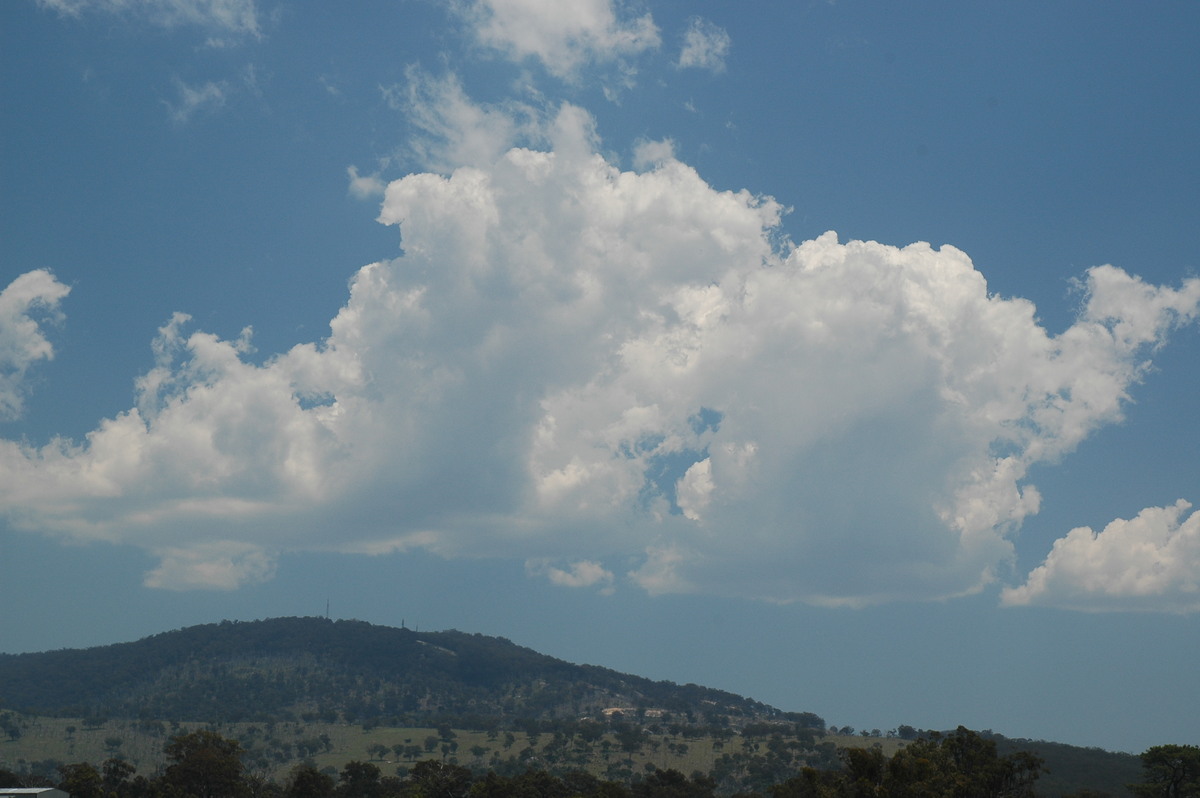 cumulus mediocris : Tenterfield, NSW   24 November 2006