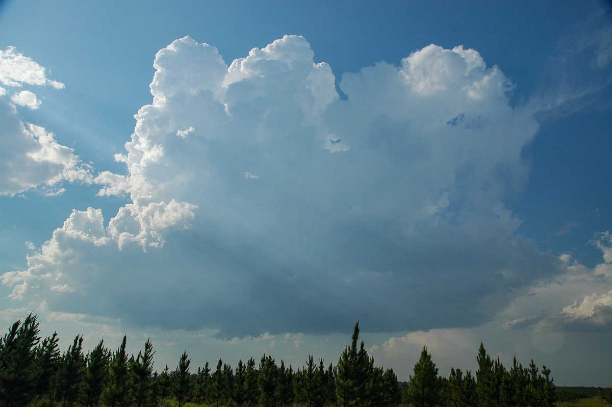 thunderstorm cumulonimbus_calvus : Coombell, NSW   26 November 2006