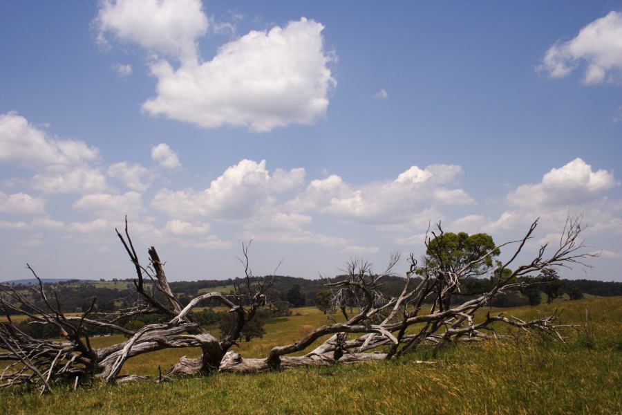 cumulus humilis : SE of Guyra, NSW   27 November 2006