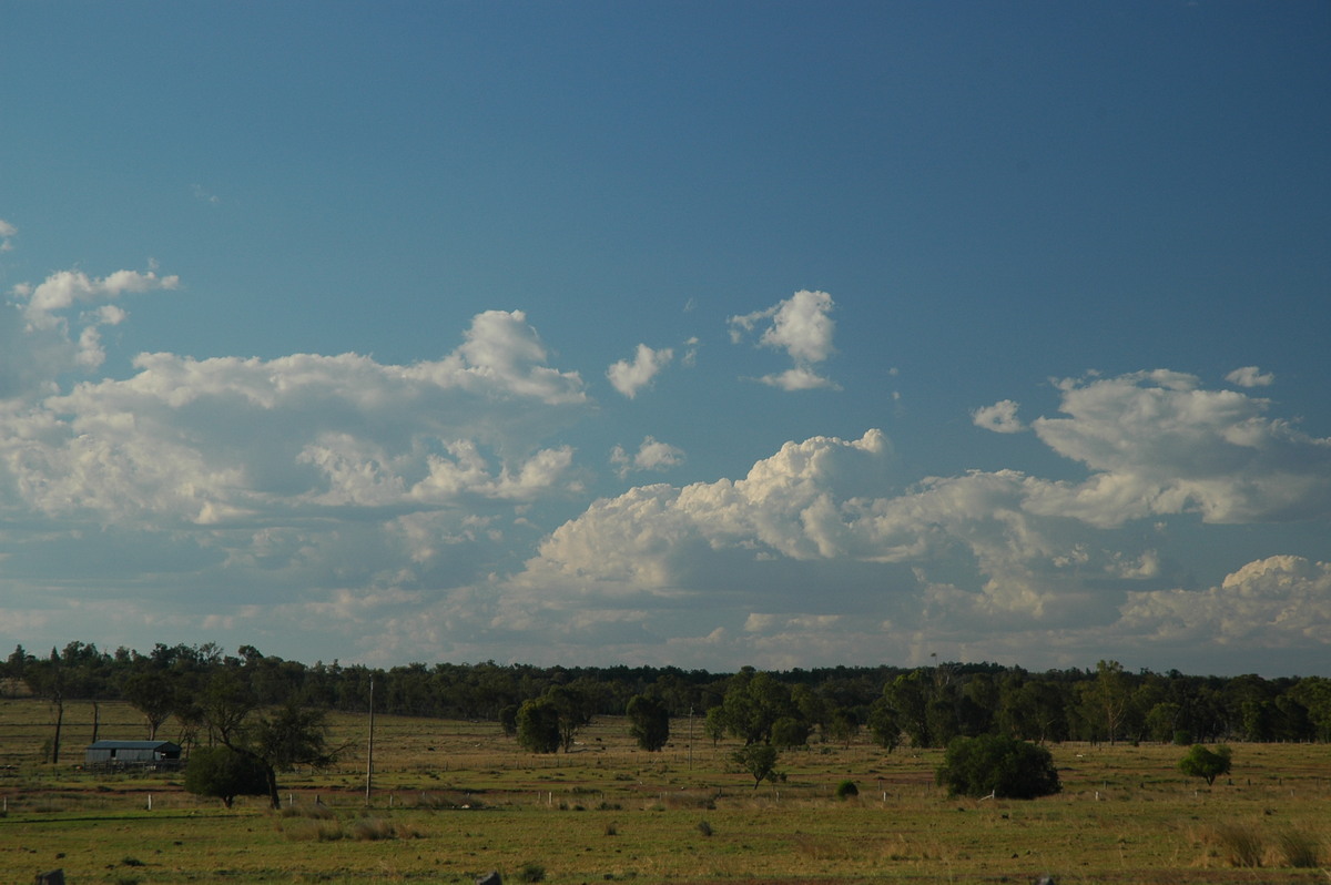 cumulus mediocris : near Texas, QLD   16 December 2006