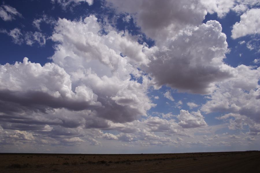 cumulus mediocris : 20km E of Hay, NSW   31 December 2006