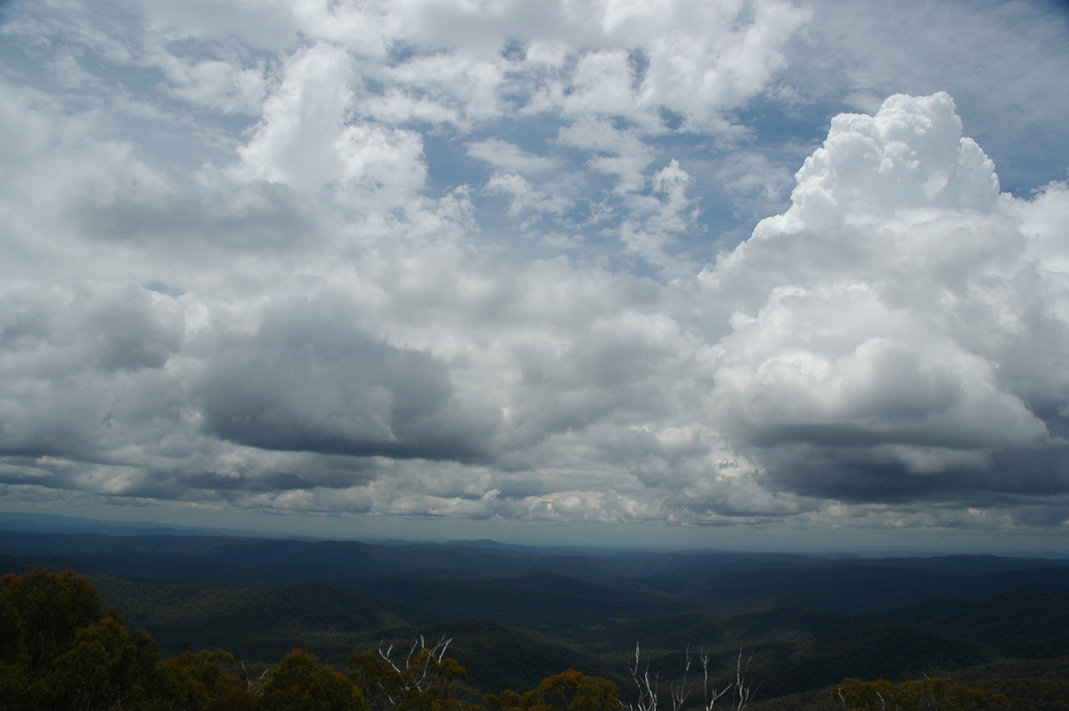 cumulus congestus : near Ebor, NSW   31 December 2006