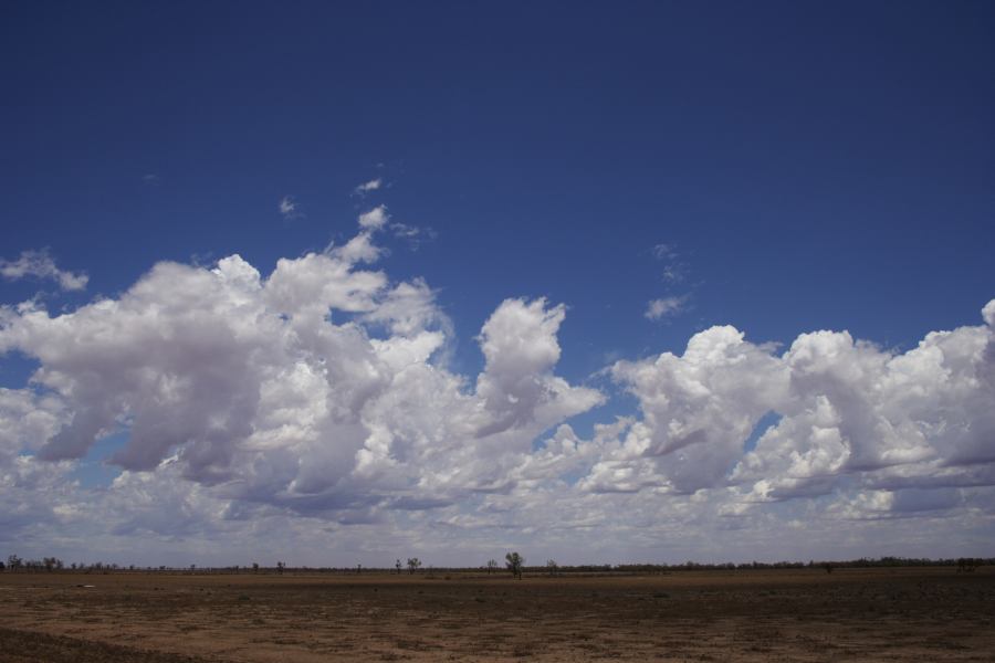 cumulus congestus : ~20km N of Barringun, NSW   2 January 2007