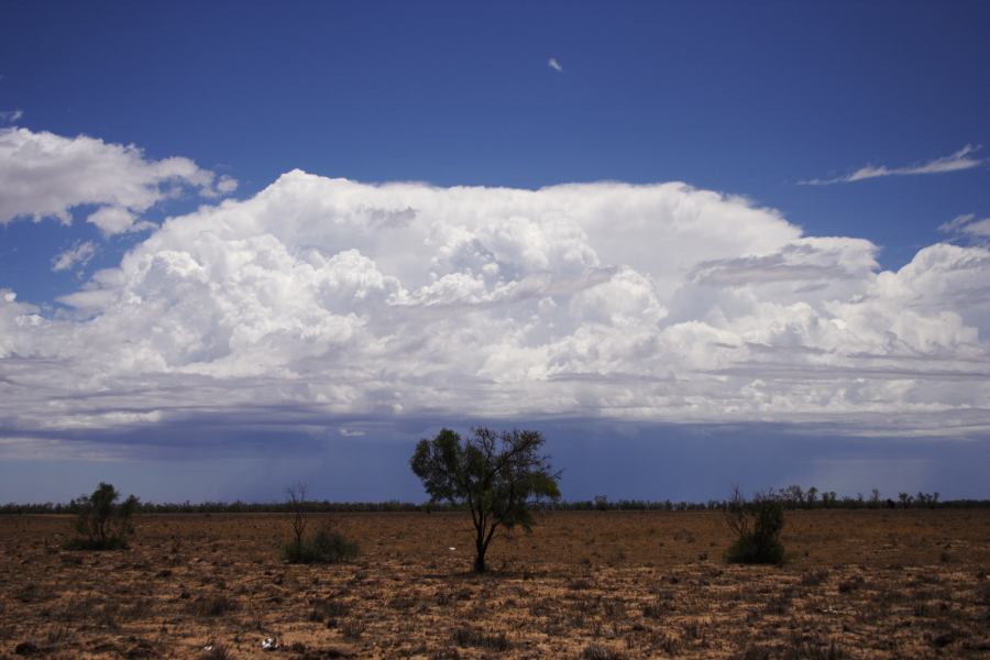 thunderstorm cumulonimbus_incus : ~20km N of Barringun, NSW   2 January 2007