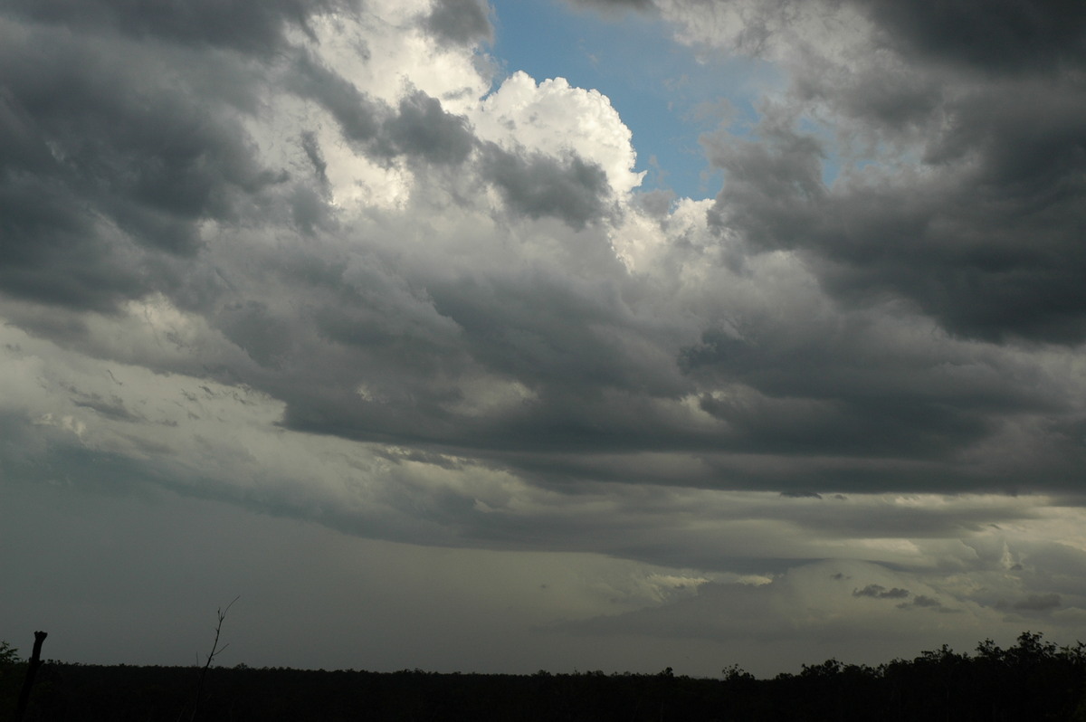 cumulus congestus : Whiporie, NSW   8 January 2007