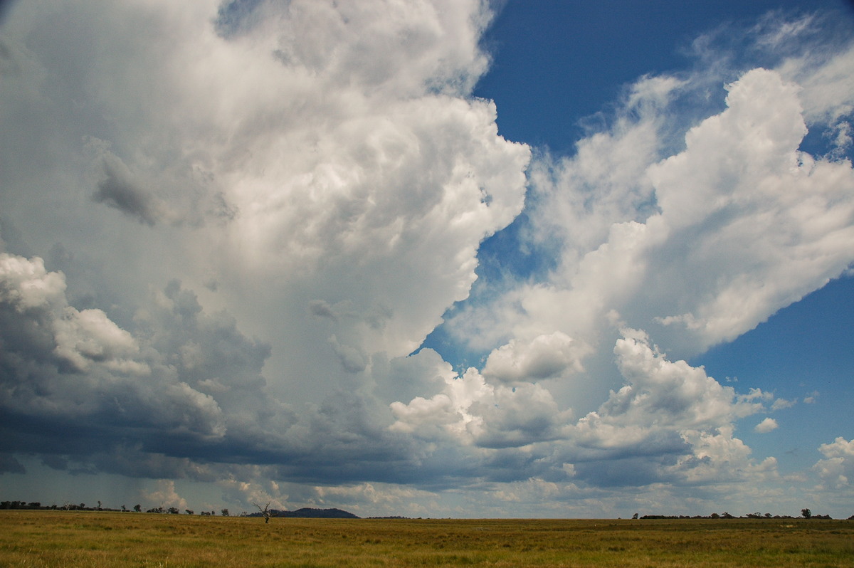 cumulus congestus : Deepwater, NSW   13 January 2007