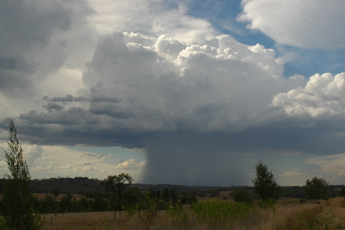 thunderstorm cumulonimbus_calvus : near Bonshaw, NSW   13 January 2007