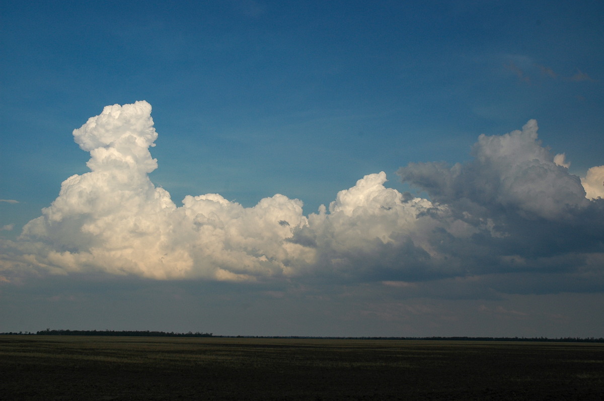 cumulus mediocris : N of Goodiwindi, QLD   14 January 2007