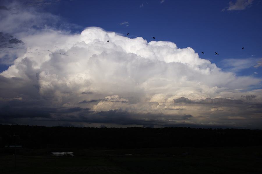 pileus pileus_cap_cloud : Schofields, NSW   28 February 2007