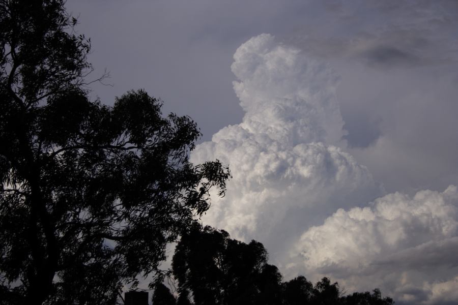 thunderstorm cumulonimbus_calvus : near Sutherland, NSW   8 March 2007