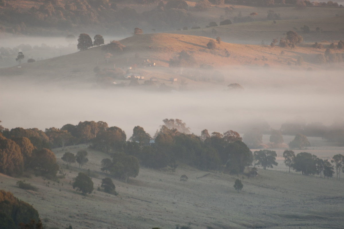 fogmist fog_mist_frost : McLeans Ridges, NSW   16 July 2007