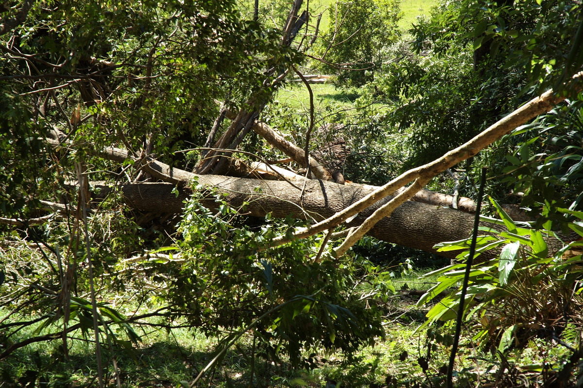 disasters storm_damage : Dunoon Tornado, NSW   27 October 2007